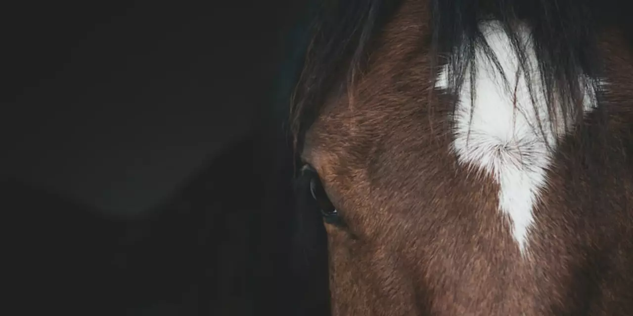 What are some of the best-kept secrets to horse ownership?