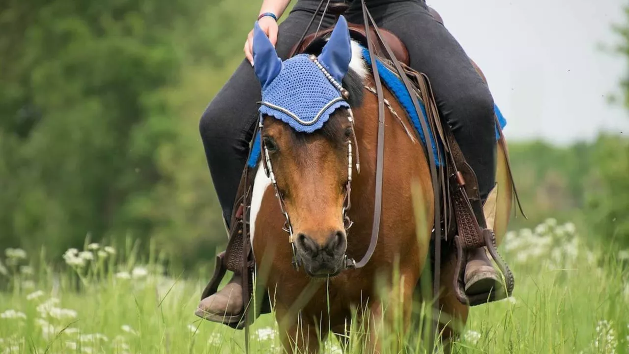 What should you wear to a horseback riding lesson?